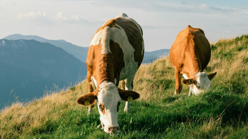 a couple of cows standing on top of a grass covered hill