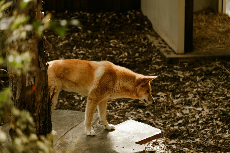 a cat is standing on a ledge in the middle of some leaves