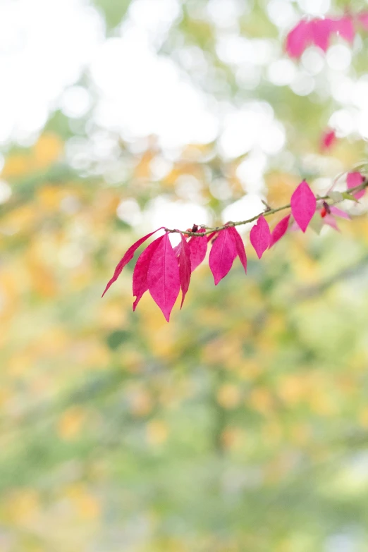 pink and red leaves hanging from the nch