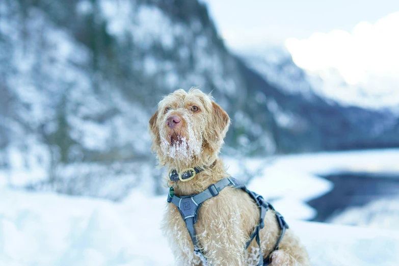 a close up of a dog in a harness