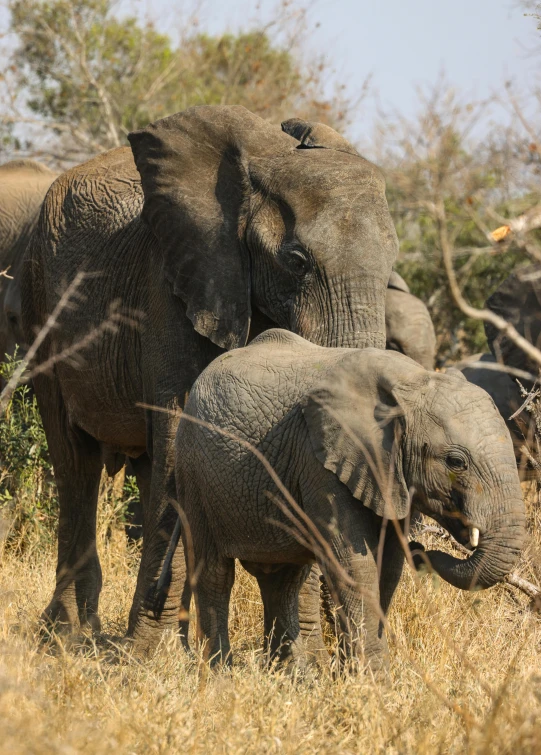 a group of elephants standing next to each other