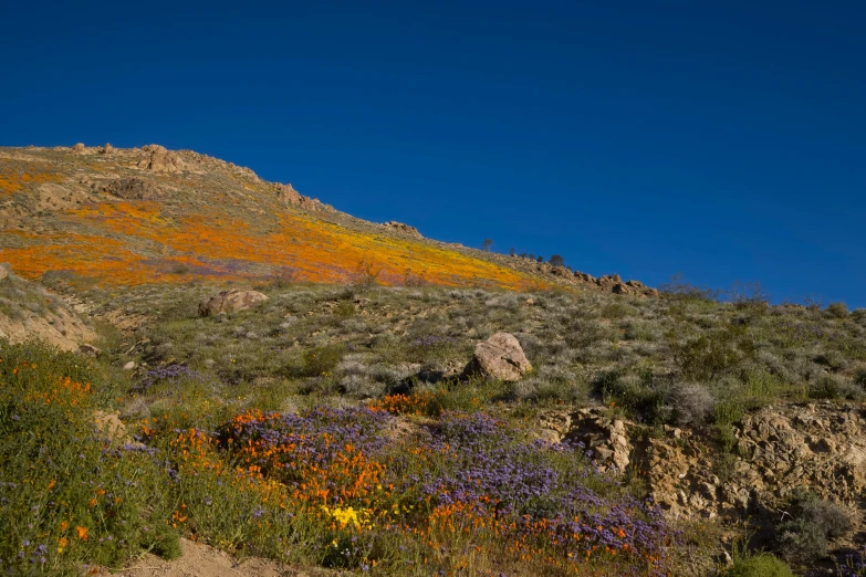 a mountain side with a wildflower patch in the foreground