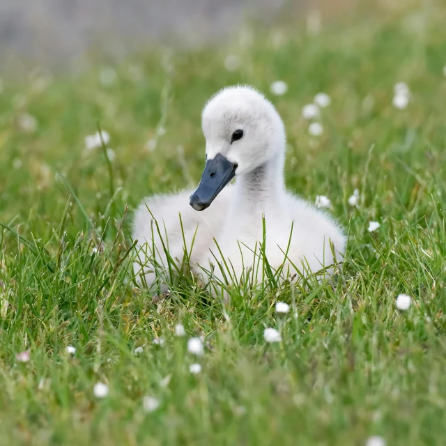 a baby bird sitting on top of green grass