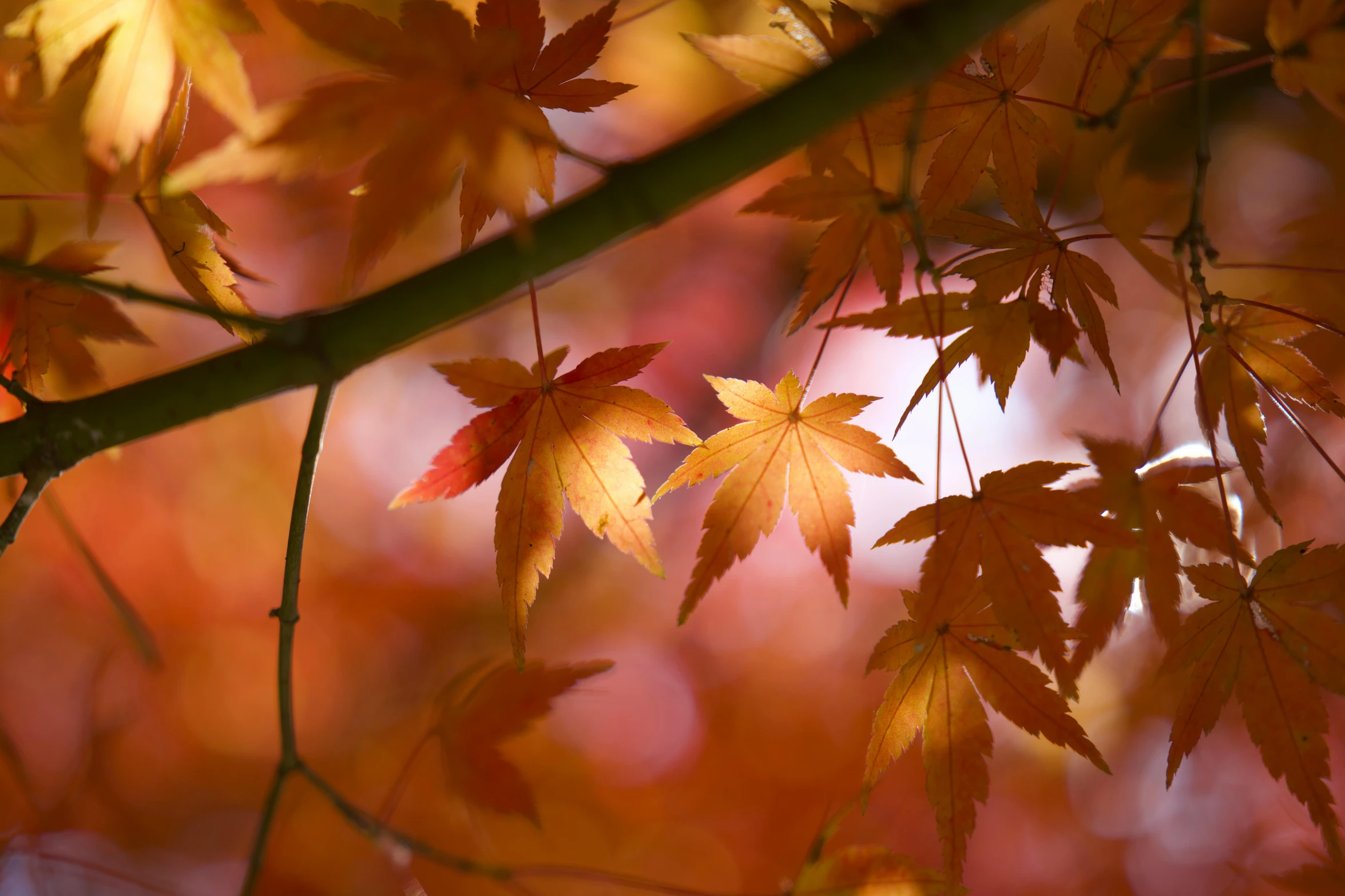 red and yellow leaves on trees with brown nches