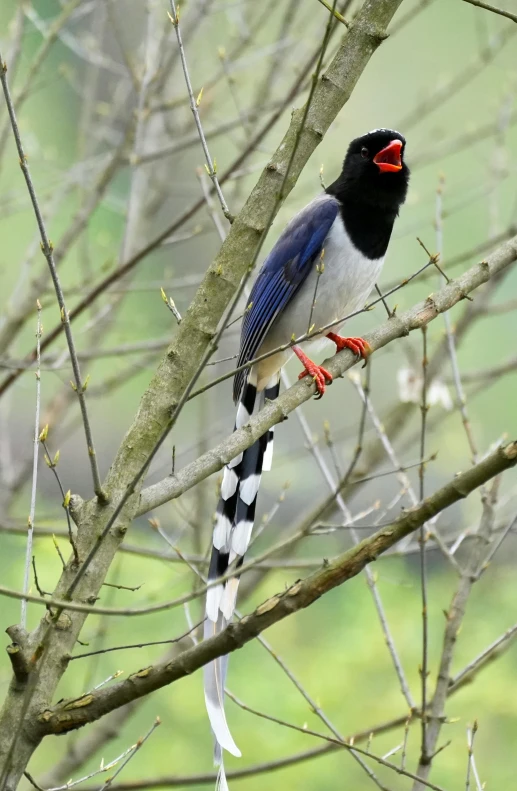 a small bird perched on the nch of a tree