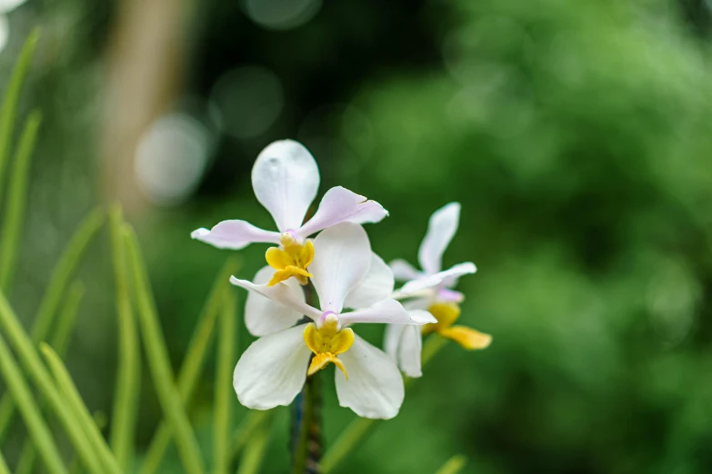 two flower that are sitting on some green grass