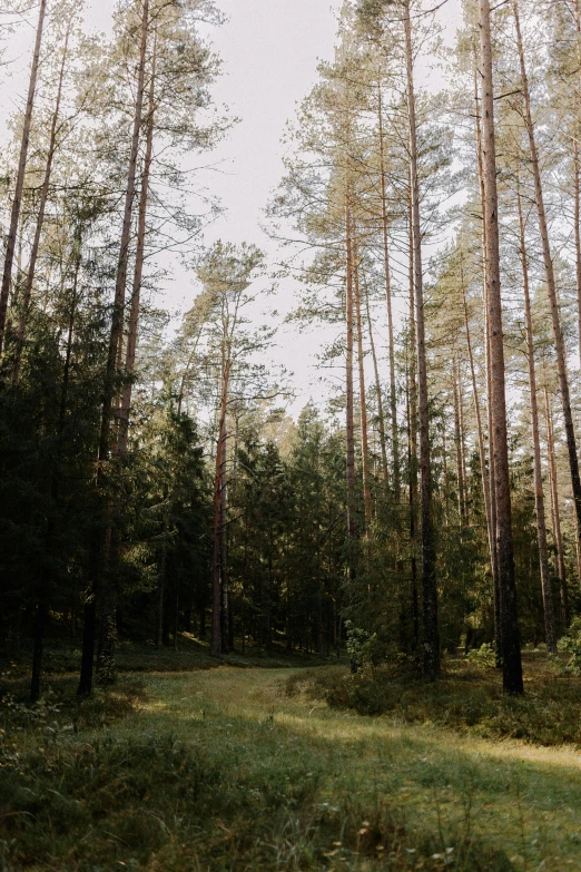 a grassy area with trees lining both sides of it