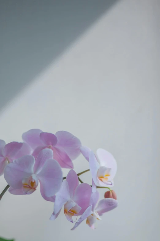 a group of pretty flowers sitting in a vase