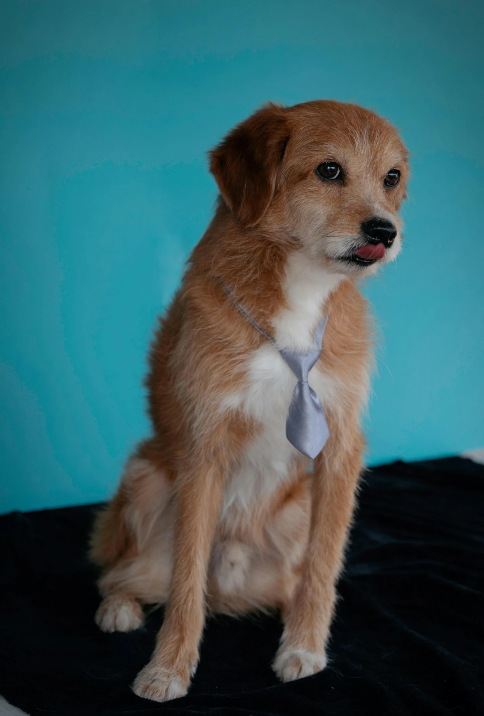 a dog wearing a tie sitting down