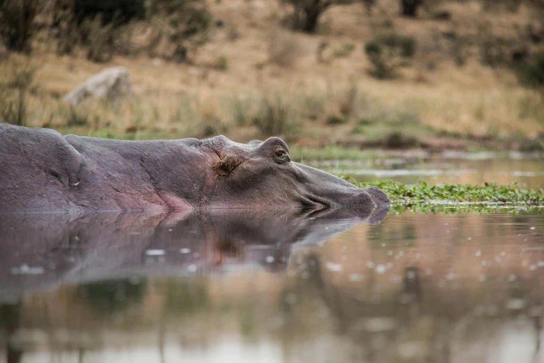 a hippo swims in the water as it stands