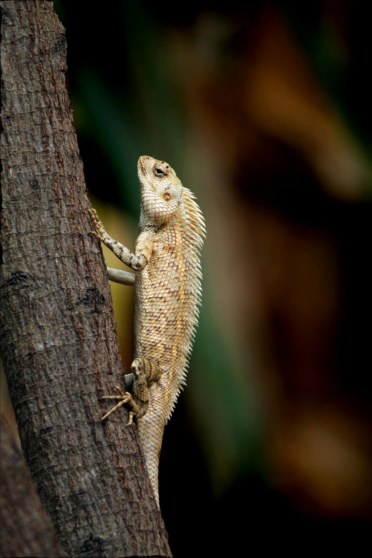 a lizard is standing on the edge of a tree