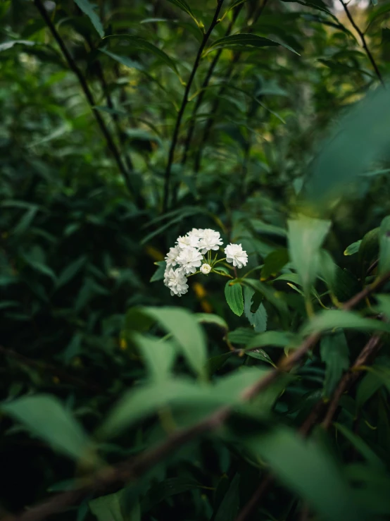 a flower with white center in the middle of leaves