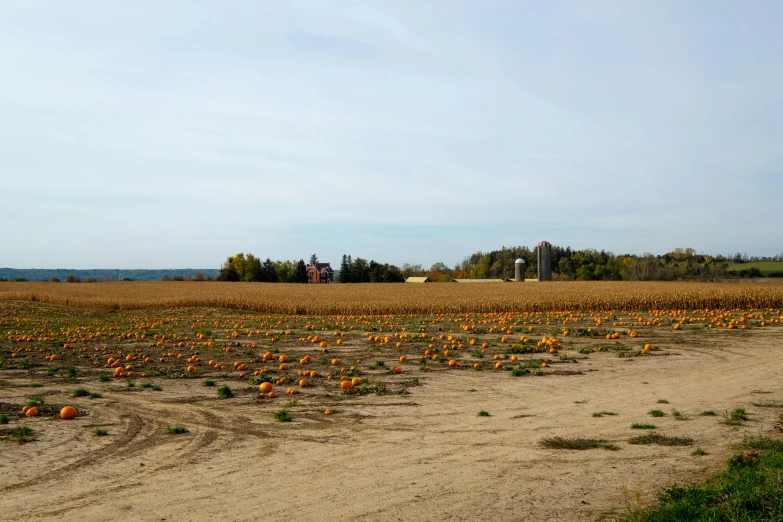 two people riding bikes near a pumpkin field