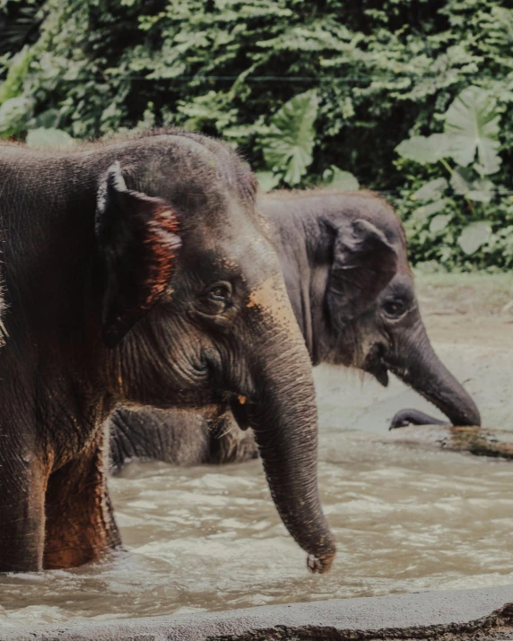 two elephants standing in water next to a forest