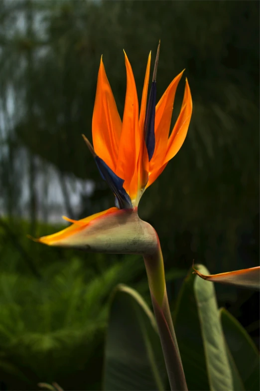 closeup of an orange and blue flower