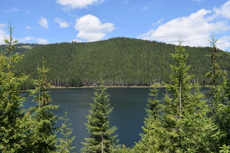 some trees and a mountain next to the water