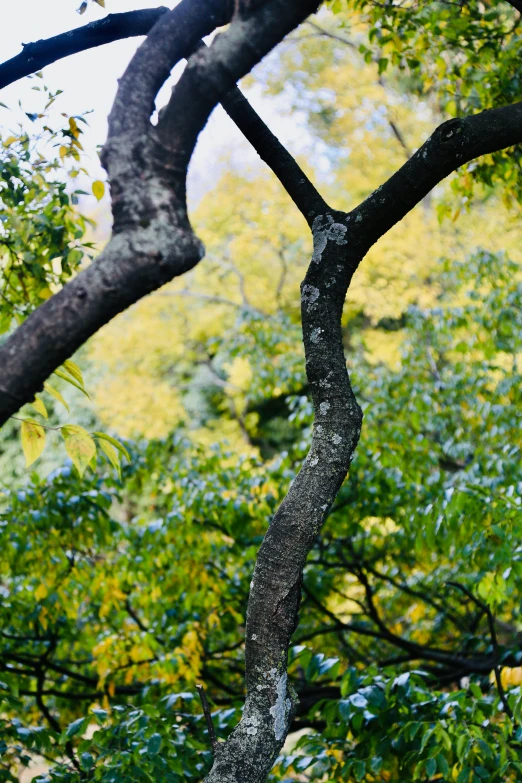 a curved tree nch in the foreground with trees in the background