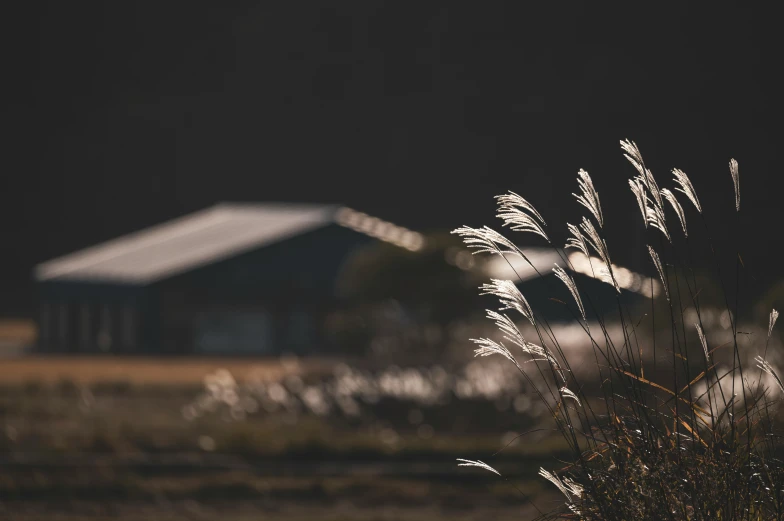 some grass near a large building and a dark background