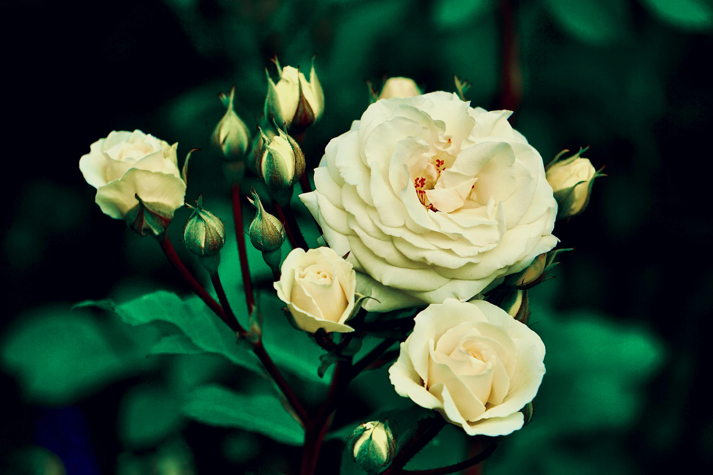 white roses in bloom, with leaves on the ground