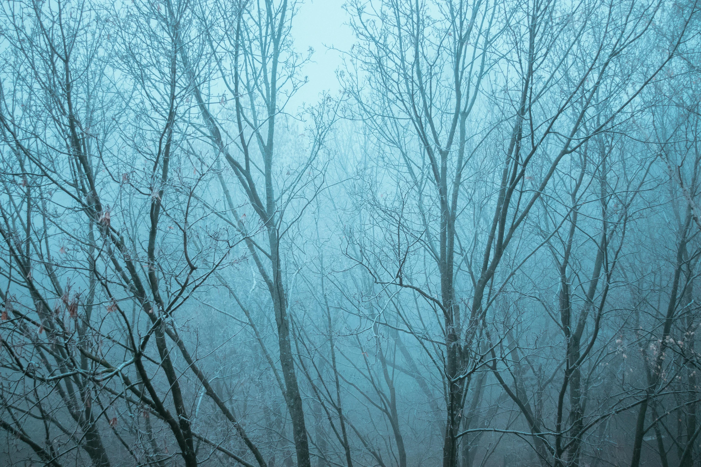 an image of the forest on a foggy day