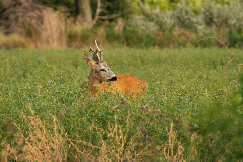 a deer laying down in the grass