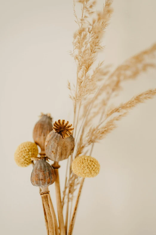 three dried plants in a vase with white background