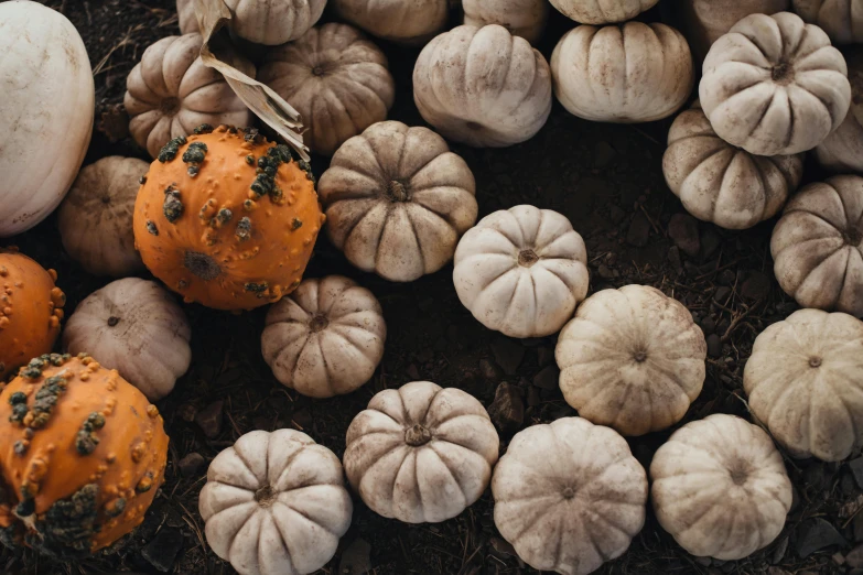 several squashons and other fall fruits and vegetables