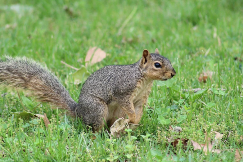 a squirrel is sitting on the ground with his nose close to the grass