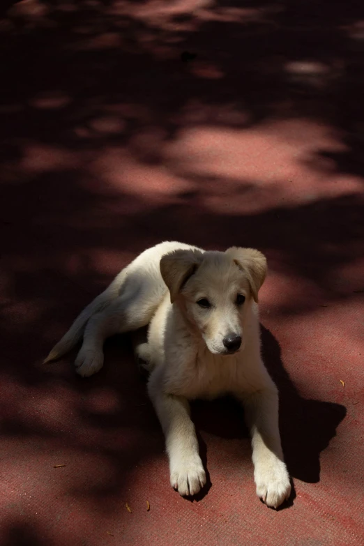 a white dog on a ground and shadows