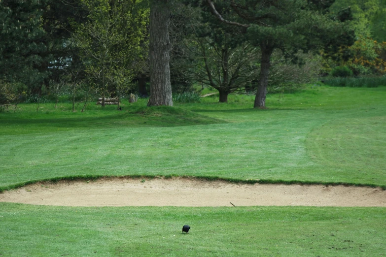 an animal in the grass by the sand bunker