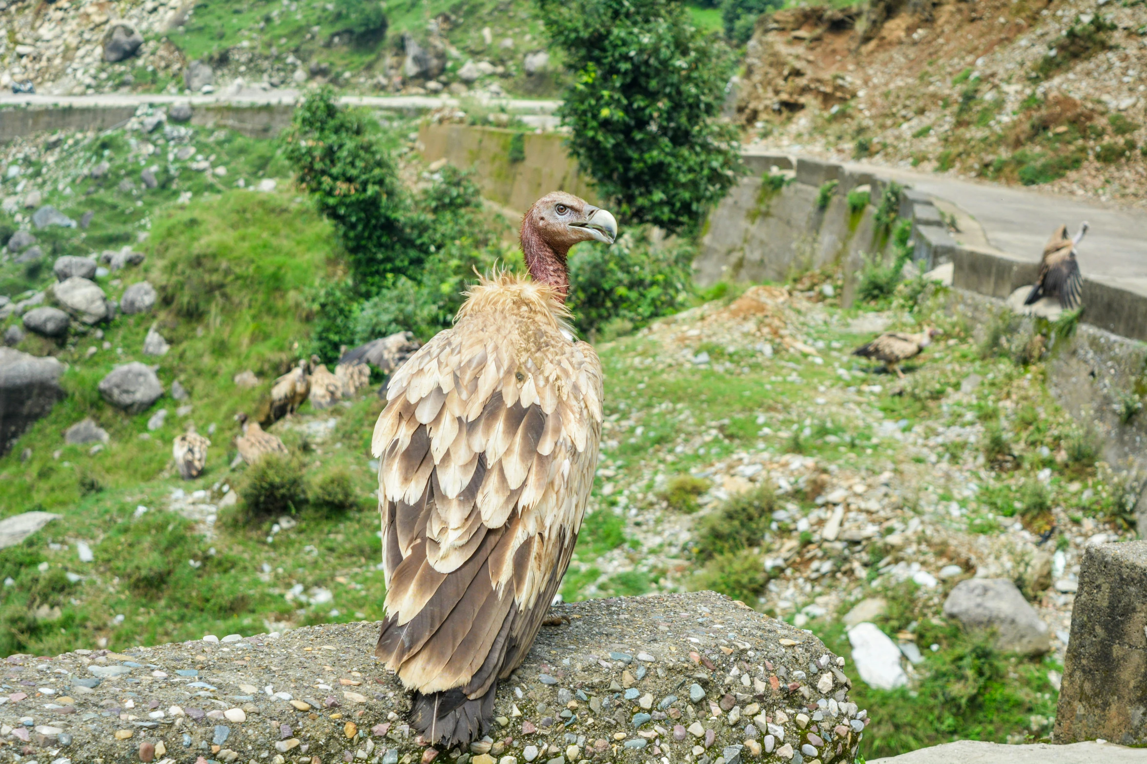 a bird sitting on the top of a hill