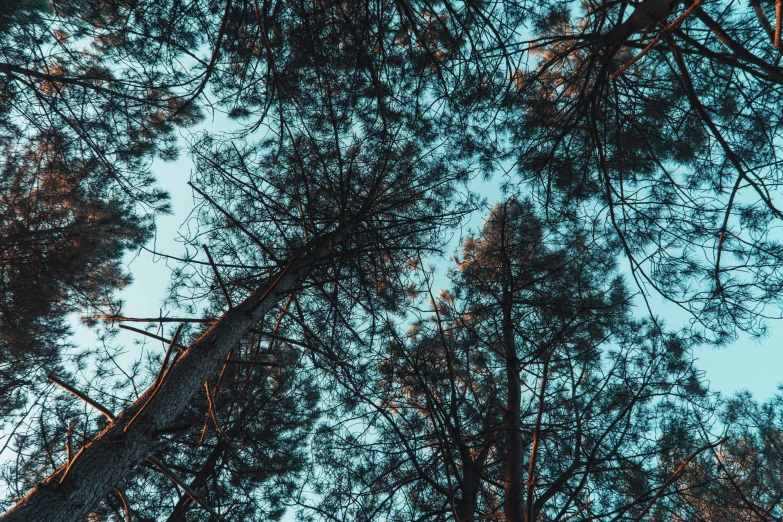 looking up into the trees of a forest