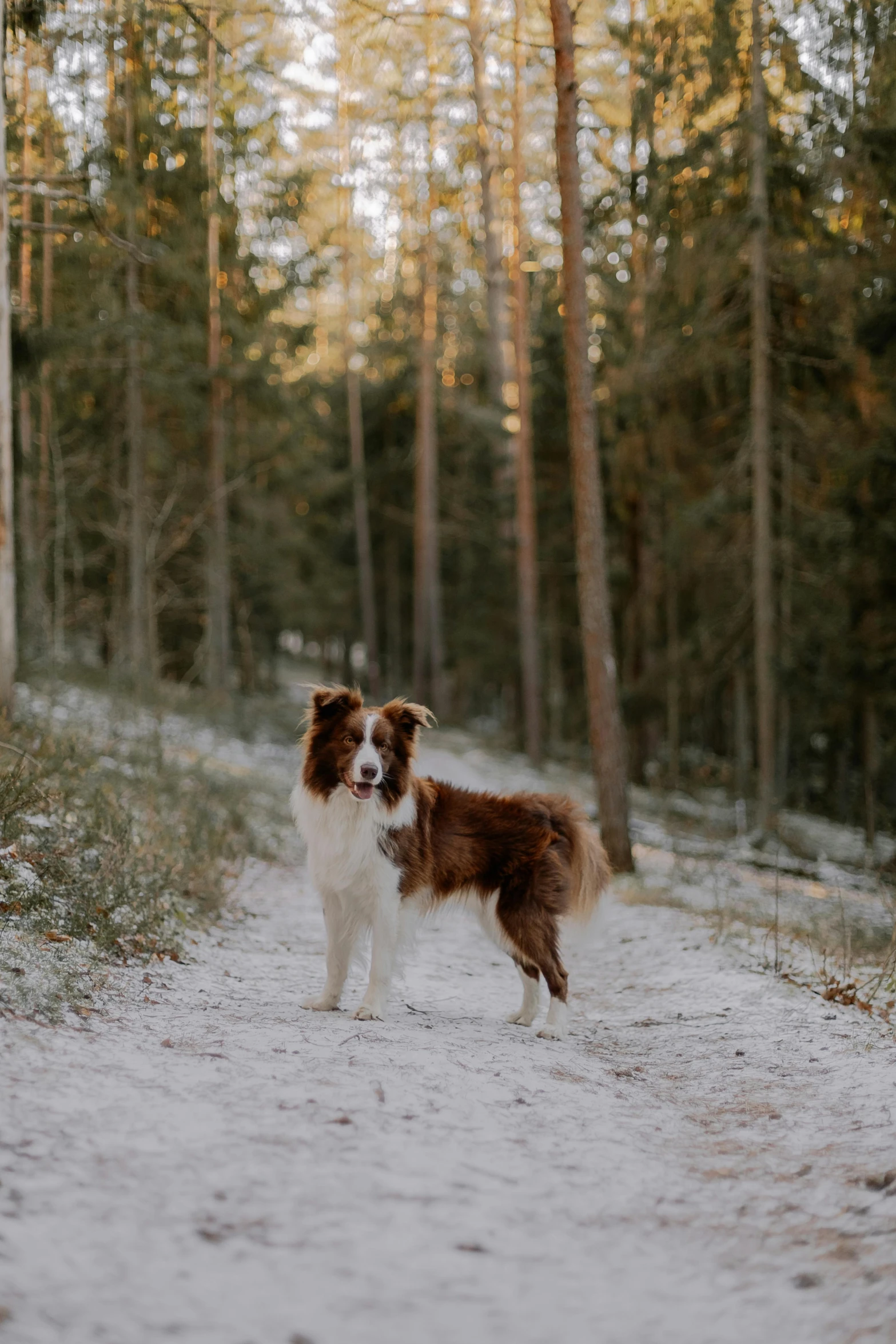 two dogs stand on a dirt path in the woods