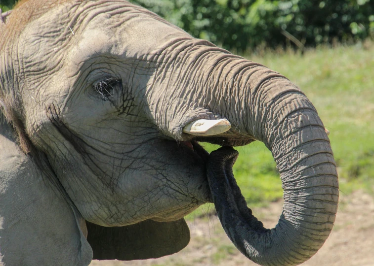 the elephant is in captivity looking at the camera