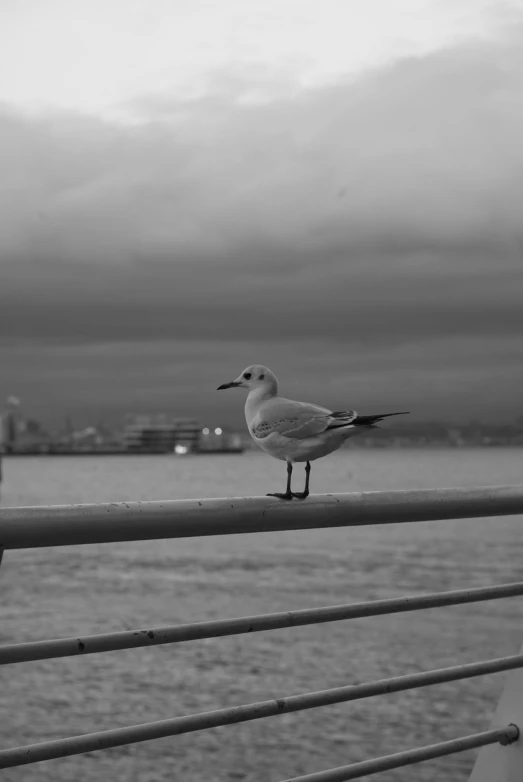 a seagull on the railing of a pier looking at the water