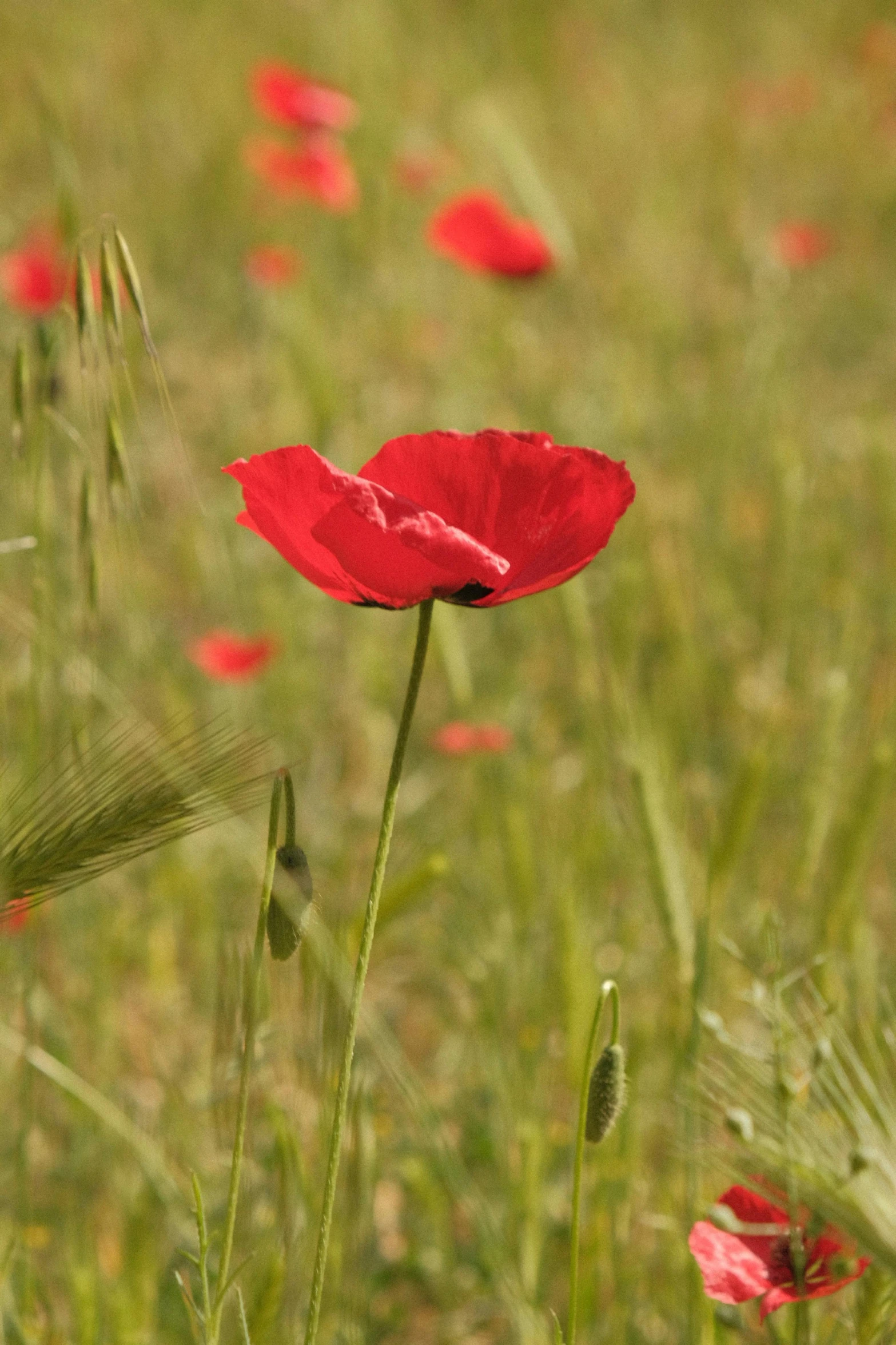 there are red poppys blooming in the field