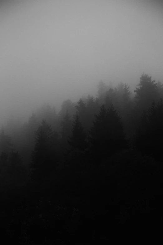 a person standing in the fog near trees