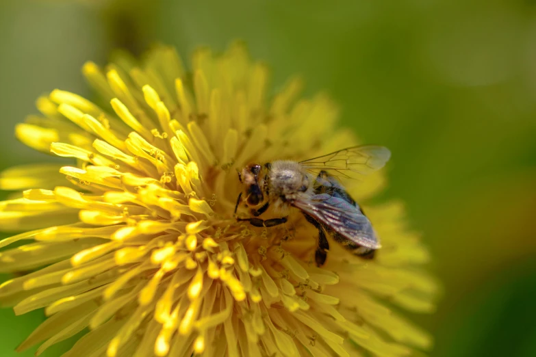 a bum is sitting on a yellow flower