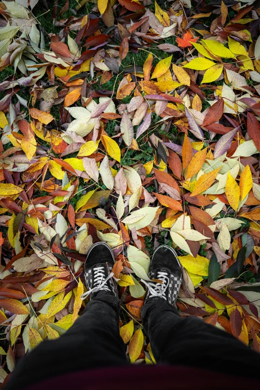 person in shoes standing between multi colored leaves