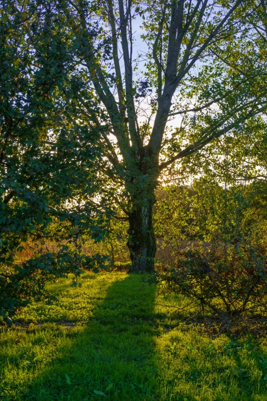 a sunny day is just before the sun sets in a park