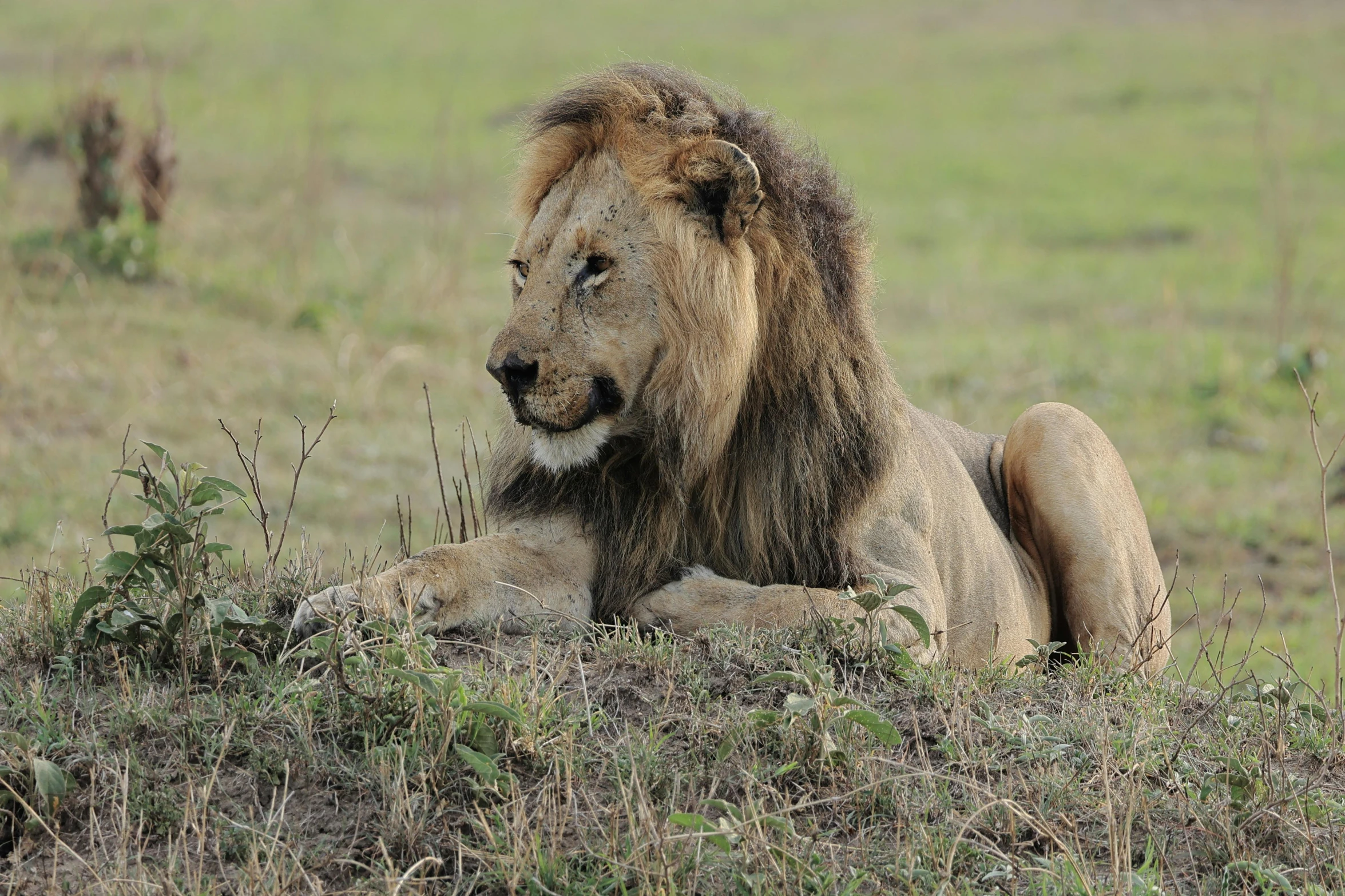 a lion laying down in a field of grass