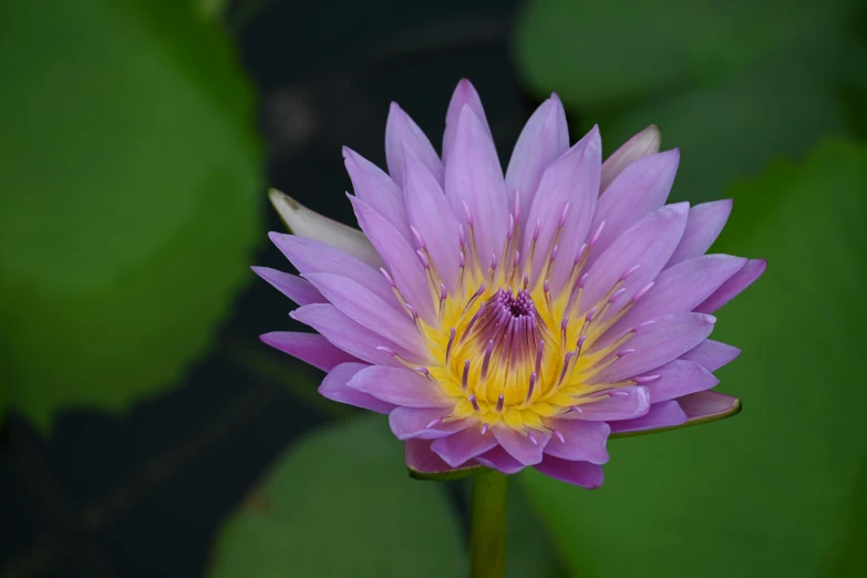 purple and yellow flower sitting on top of green leaves