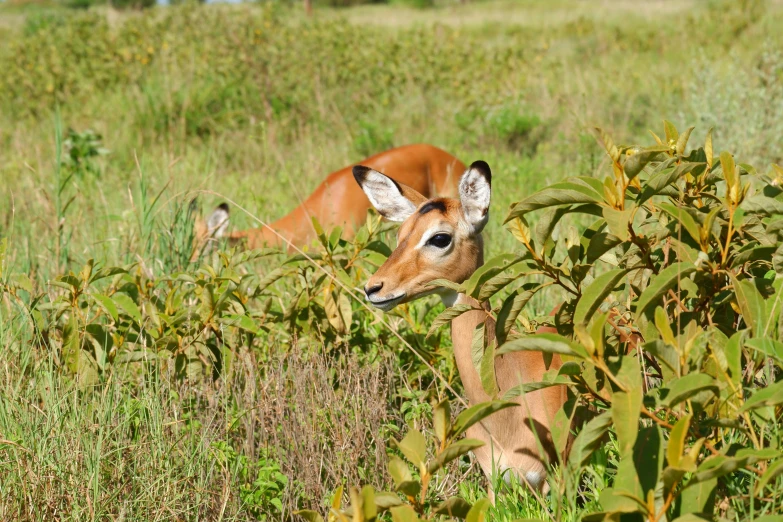 a gazelle stands in the grass on a field