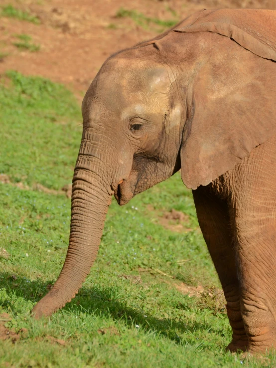 the backside of an elephant in a field