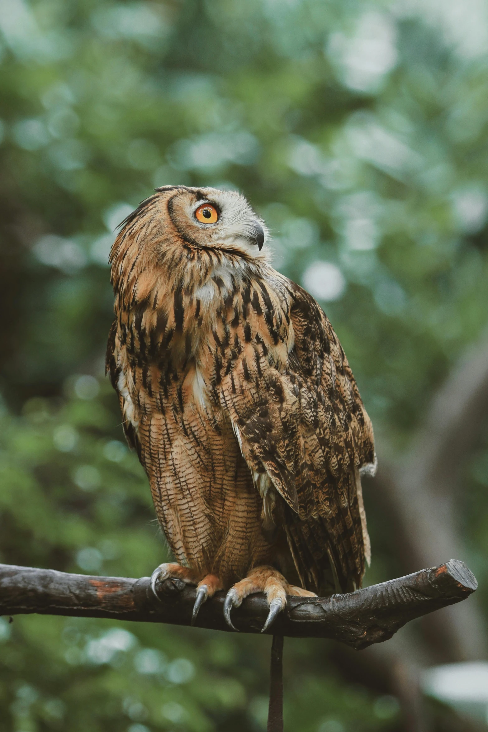 a owl sitting on top of a tree nch