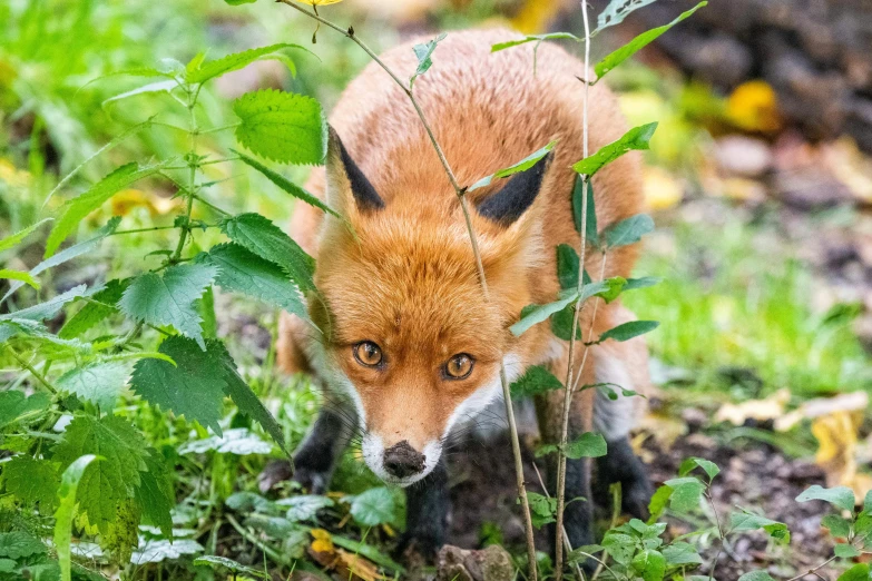 a small fox in the grass on the ground