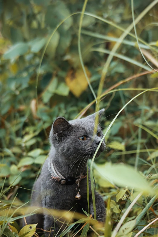 a cat hiding in the tall grass looking up