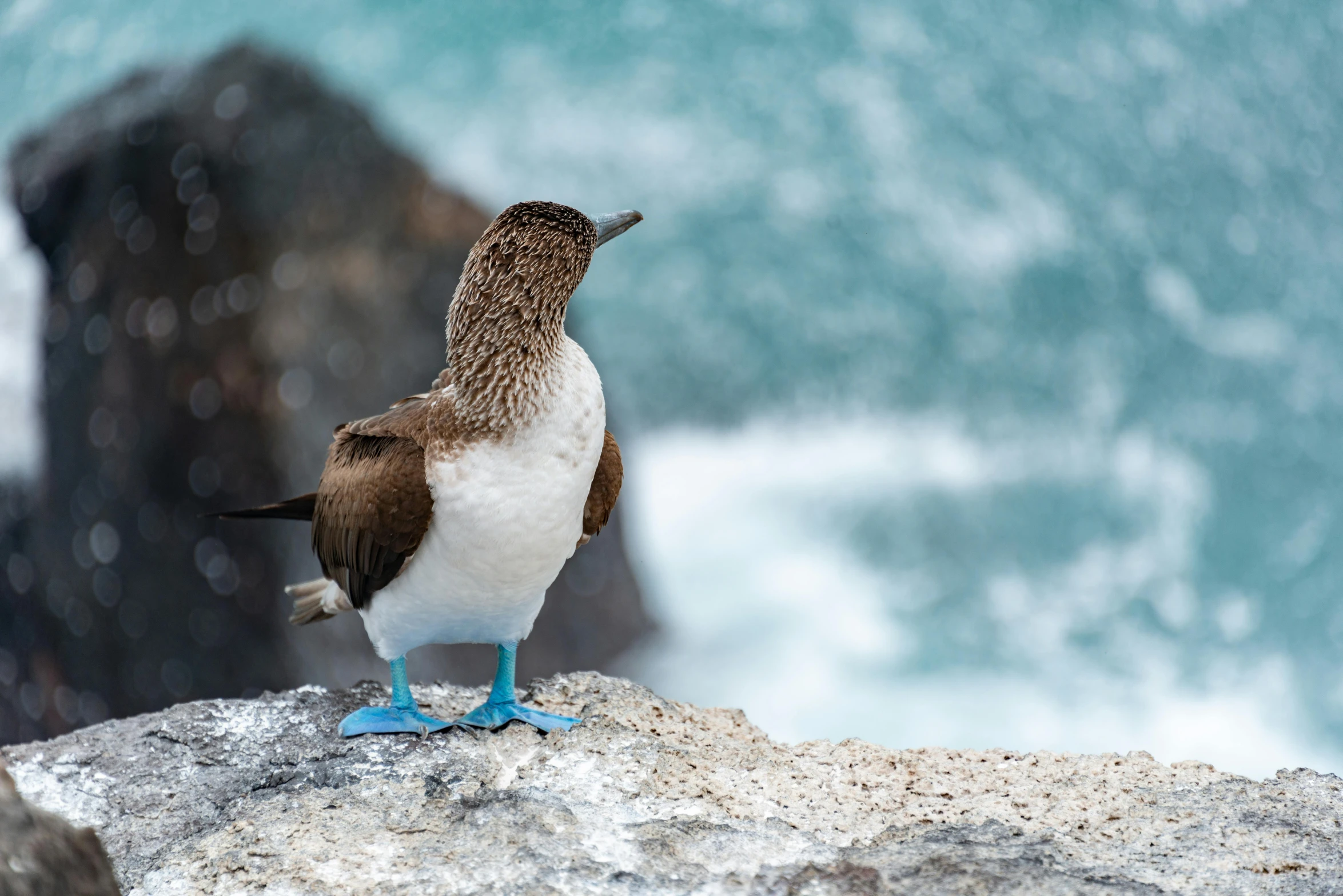 a bird is perched on the edge of a cliff with a large body of water in the background