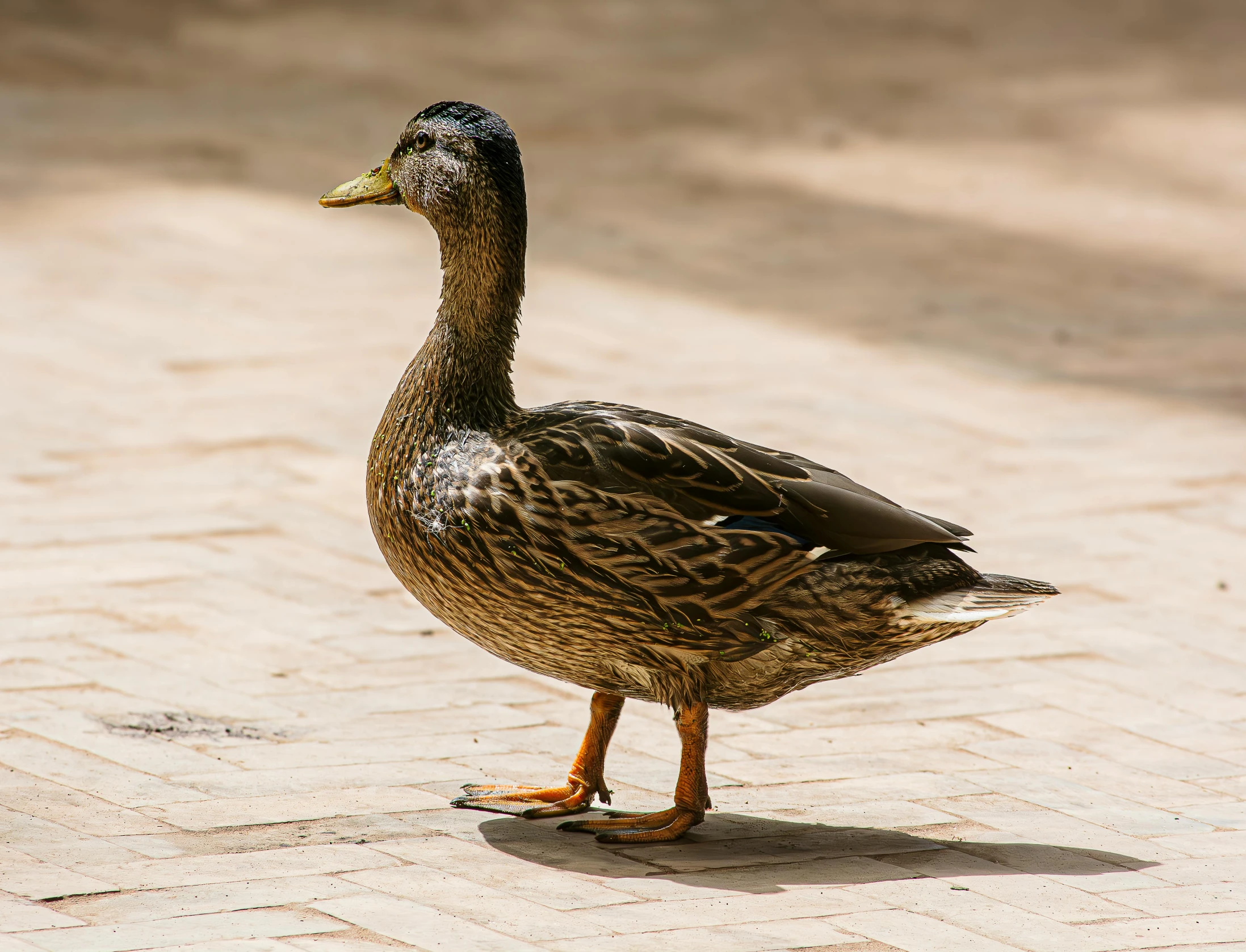 a duck that is standing on the ground