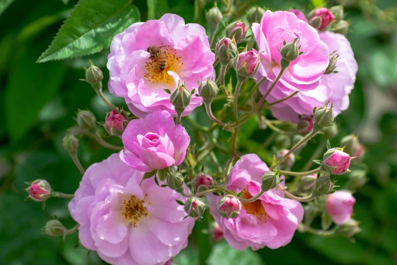 close up view of pink flowers with a bee on top